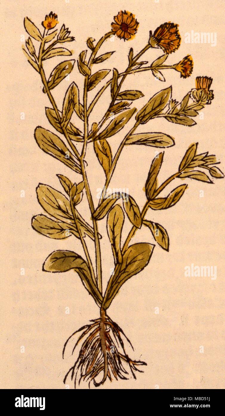 Herbal, souci, à partir de l'édition 1551 de William Turner's "un nouveau herball'. Banque D'Images