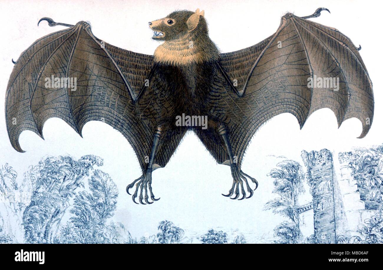 Les chauves-souris d'une histoire de la Terre et la nature animée par Oliver Goldsmith, 1820. Coloriée à gravures. - © / Charles Walker Banque D'Images