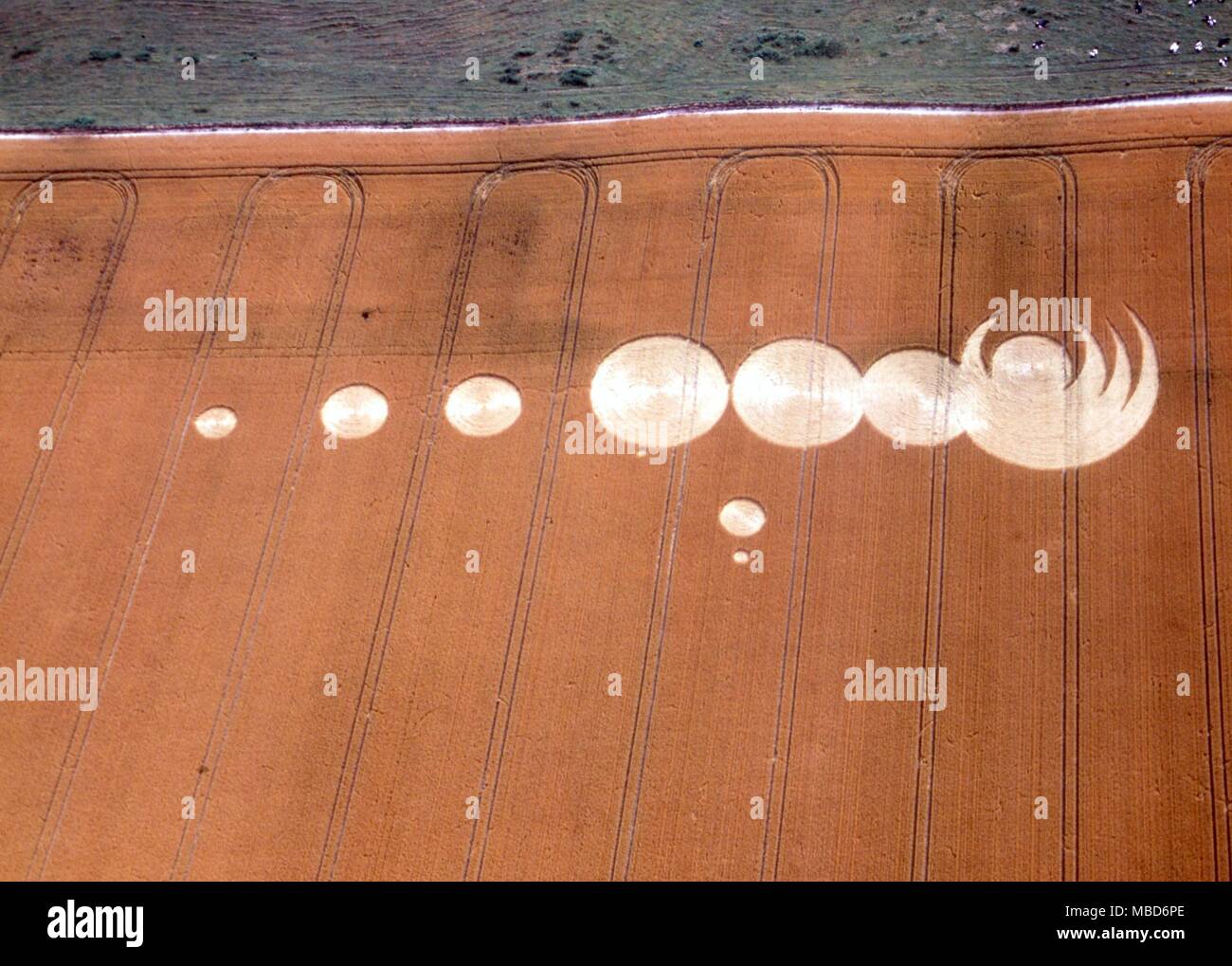 Les CERCLES DE MAÏS - Sept cercles distincts, plus un grand motif de « concentrics » lunaire. Dans la région de Hackpen Hill, sur la Marlborough Downs. Photographié le 5 août 1994. Banque D'Images