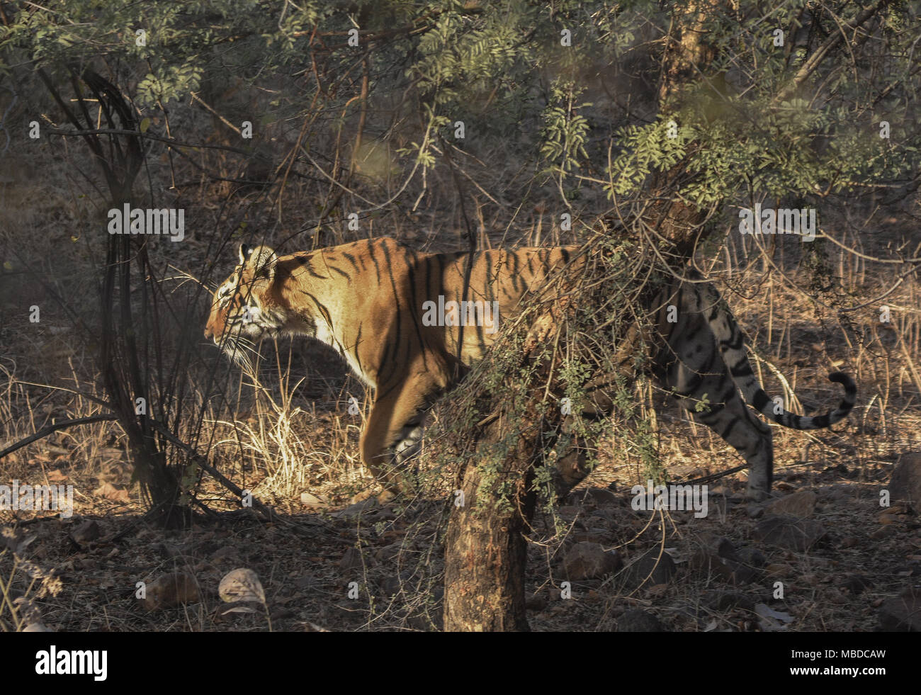 Tigre sauvage dans le parc national de Ranthambhor, Inde Banque D'Images