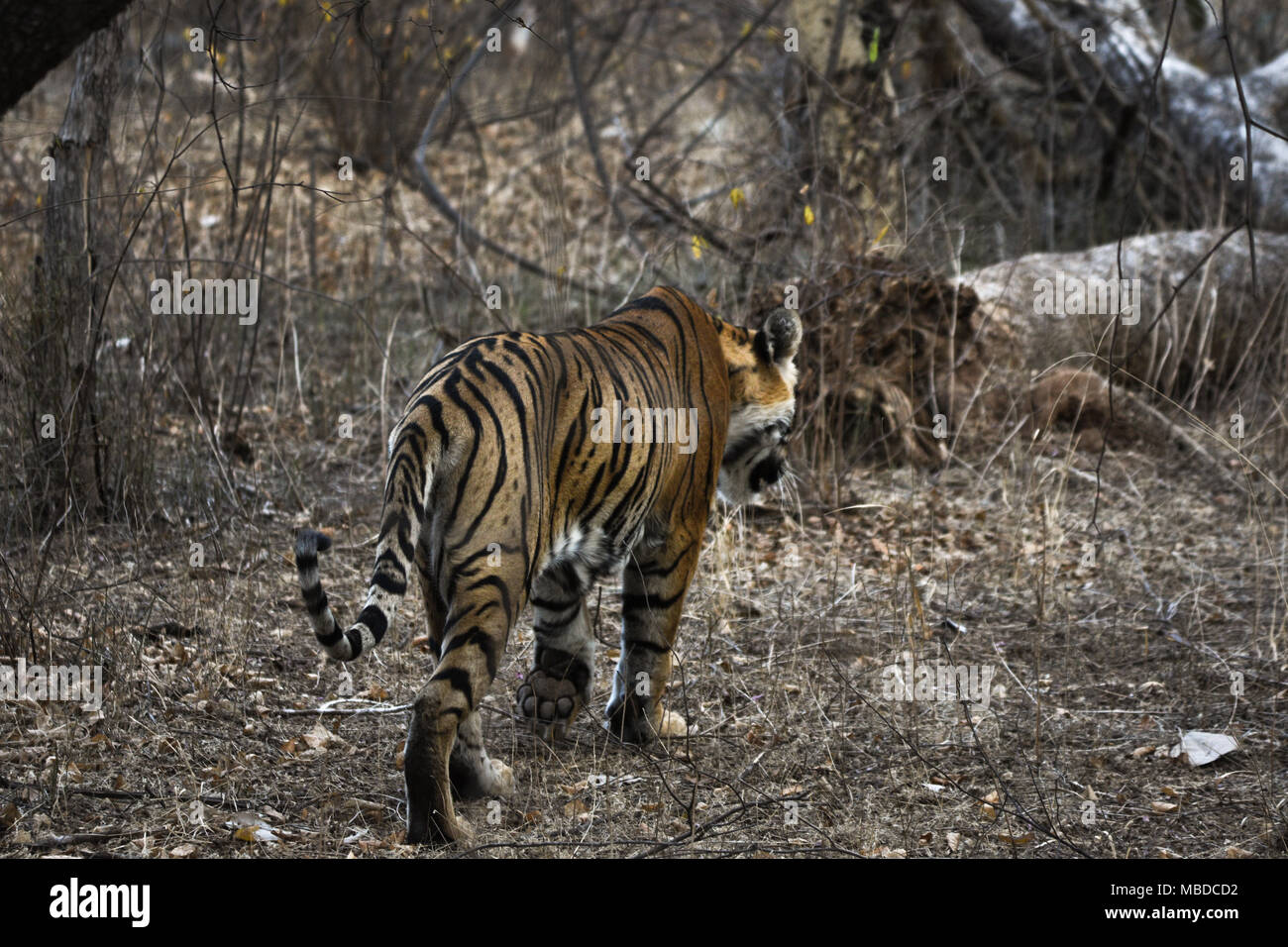 Tigre sauvage dans le parc national de Ranthambhor, Inde Banque D'Images