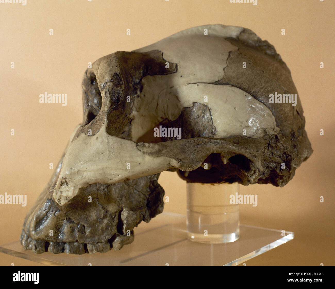 Reproduction d'un crâne de Zinjanthropus Boisei. Paléolithique. Site d'Olduvai, en Tanzanie. Musée Archéologique de Catalogne, Barcelone, Espagne. Banque D'Images