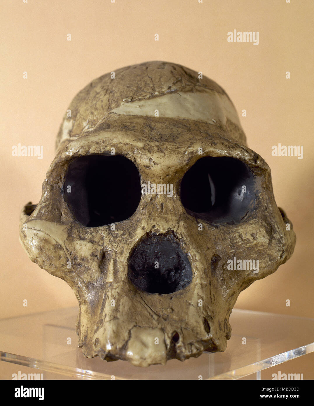 Mme ples. Reproduction d'un crâne d'un Australophitecus africanus (2,15 millions d'années). Trouvé dans de Sterkfontein, Afrique du Sud. Musée Archéologique de Catalogne, Barcelone, Espagne. Banque D'Images