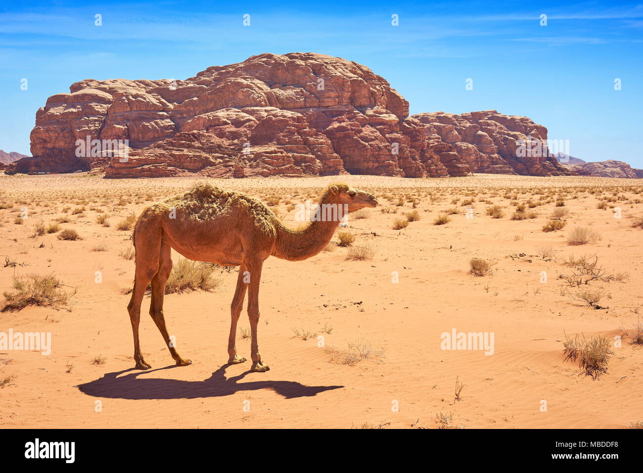 Chameau dans le désert de Wadi Rum, Jordanie Banque D'Images