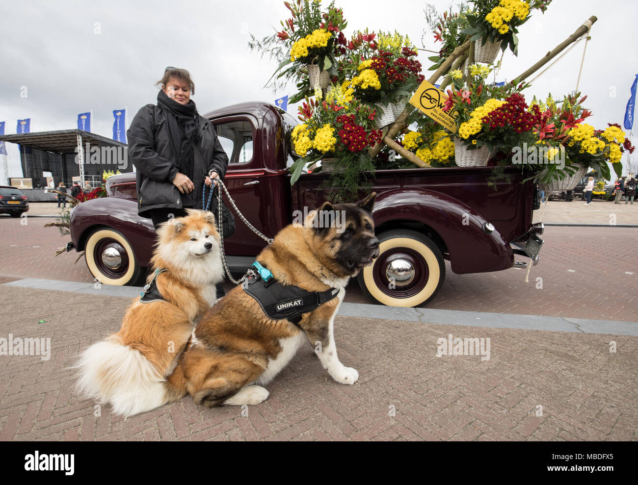 NOORDWIJK, Pays-Bas - 22 avril 2017 : le traditionnel défilé Bloemencorso fleurs de Noordwijk à Haarlem aux Pays-Bas. Banque D'Images