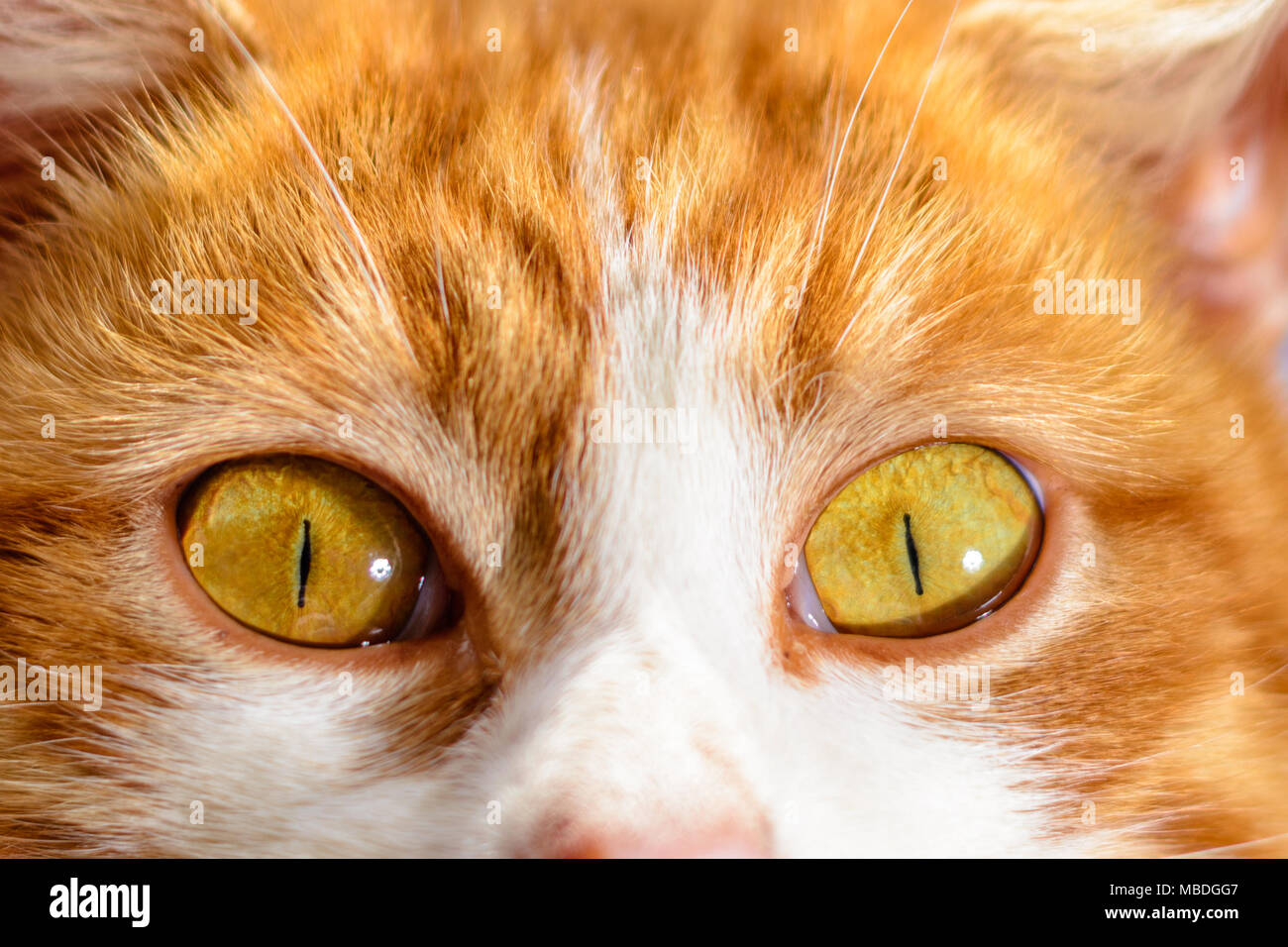 Un Magnifique Chat Roux Avec Les Yeux Jaune Close Up Sur Un Fond De Ciel Bleu 18 Photo Stock Alamy