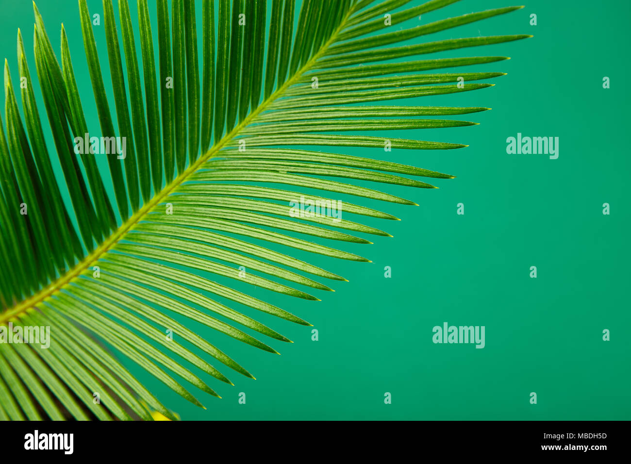Congé d'été vert tropical palm background. Concept minimaliste. télévision lay, vue de dessus, copie espace verdure. Banque D'Images
