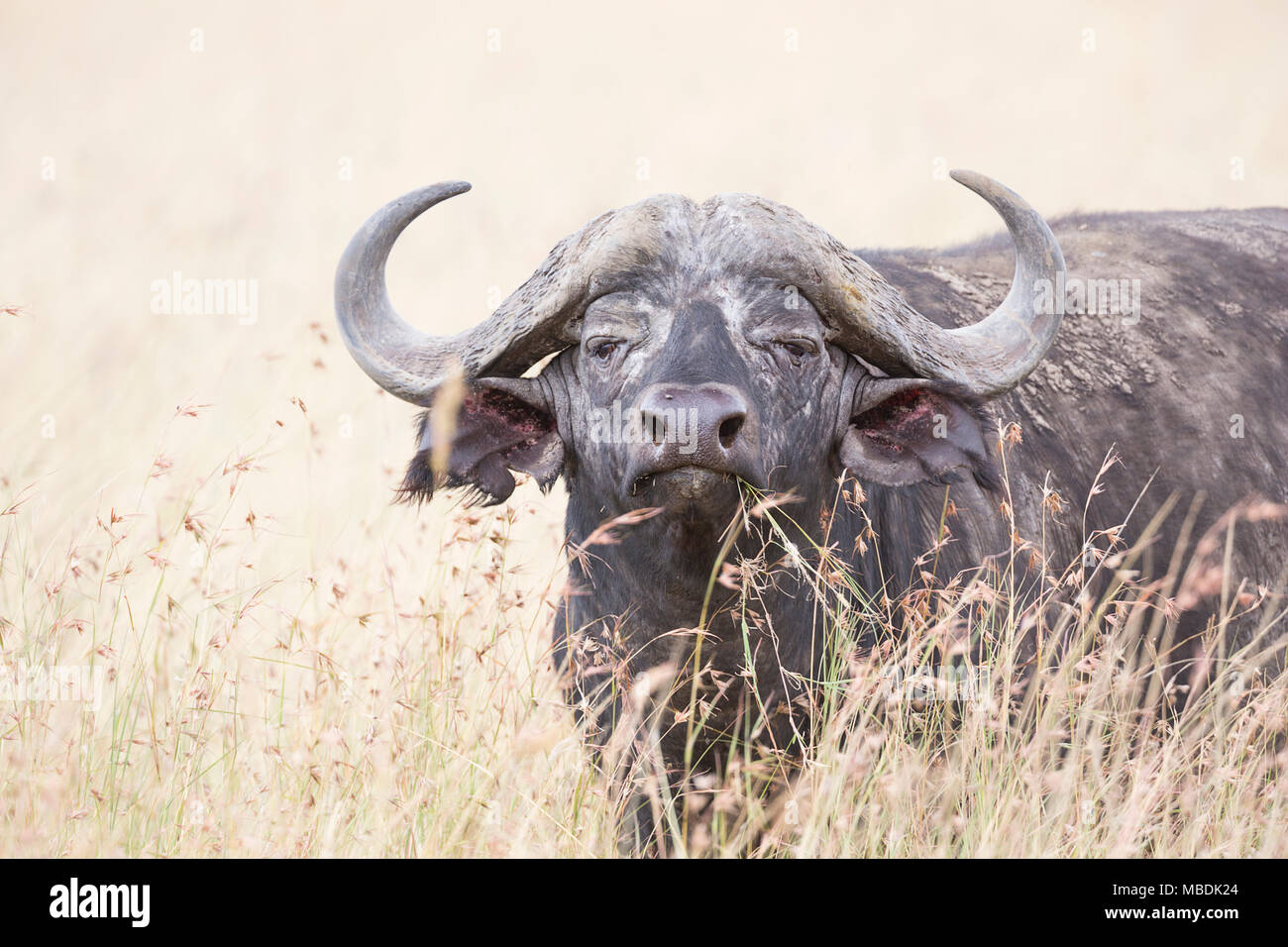 Des profils Buffle (Syncerus caffer) portrait portrait de l'herbe haute Banque D'Images