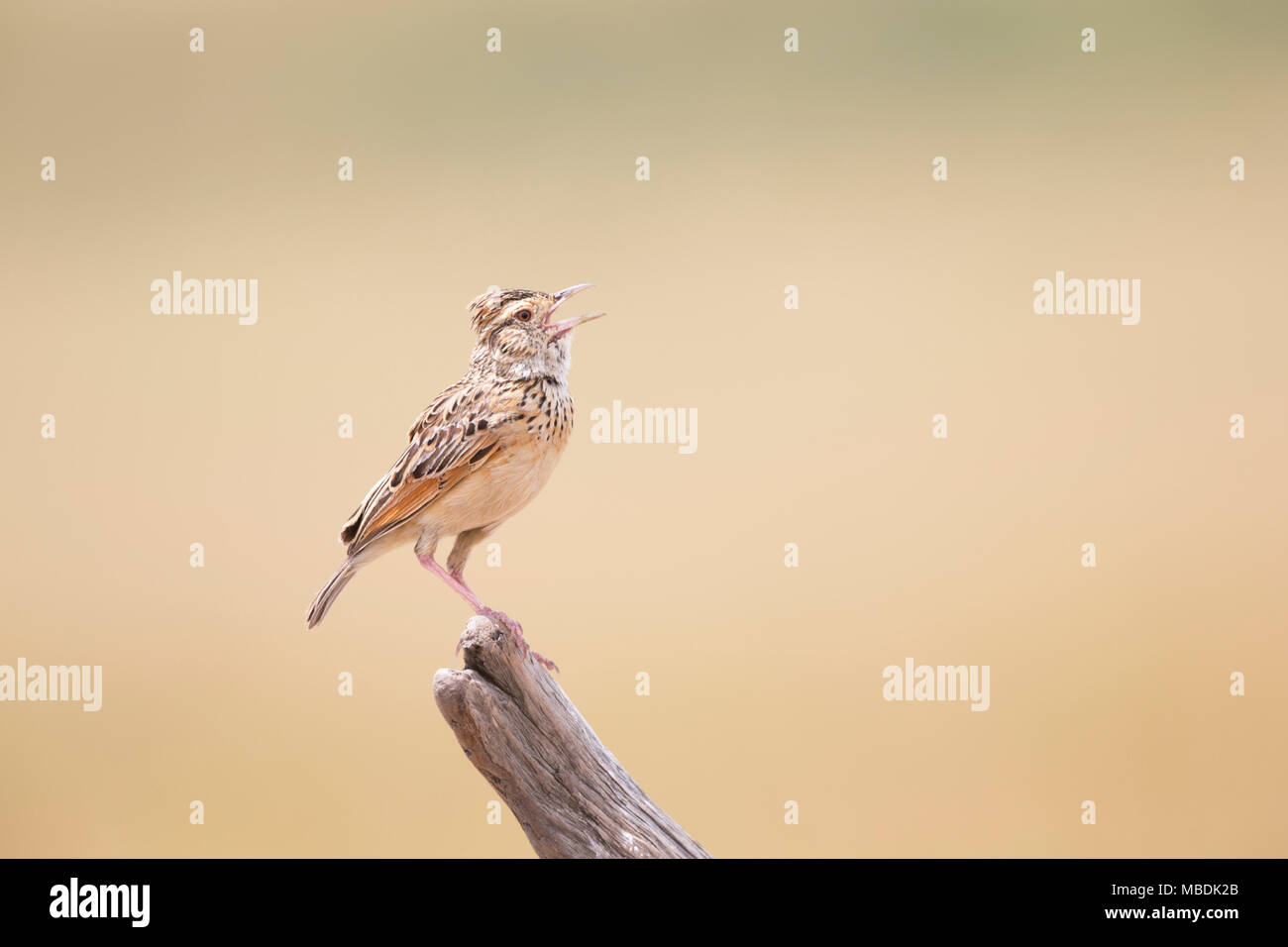 Galerida cristata Crested Lark, tout en chantant, perché sur la pointe d'une branche morte Banque D'Images