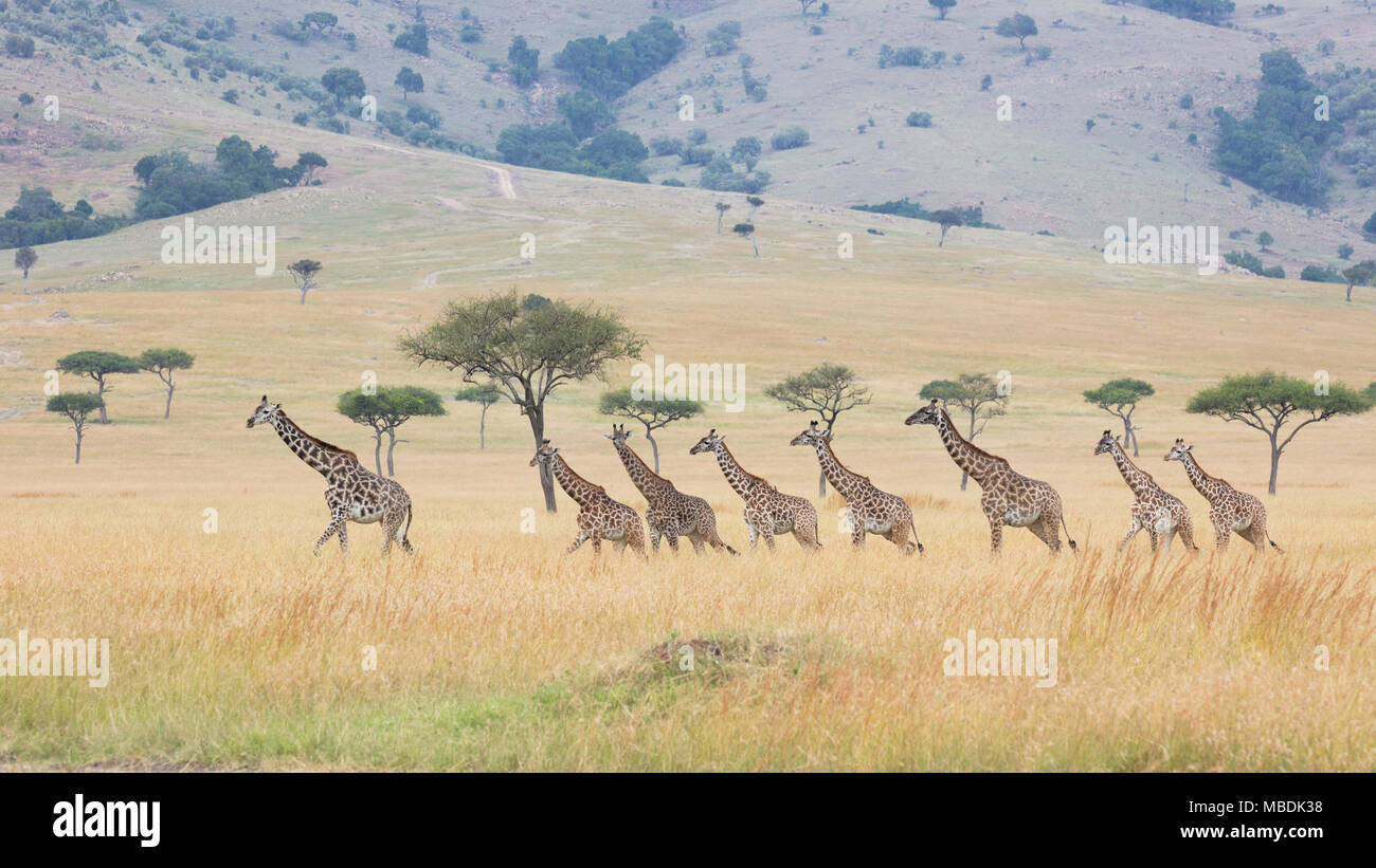 Petit troupeau de girafes Masaï (Giraffa camelopardalis) marcher en file indienne à travers les prairies ouvertes Banque D'Images