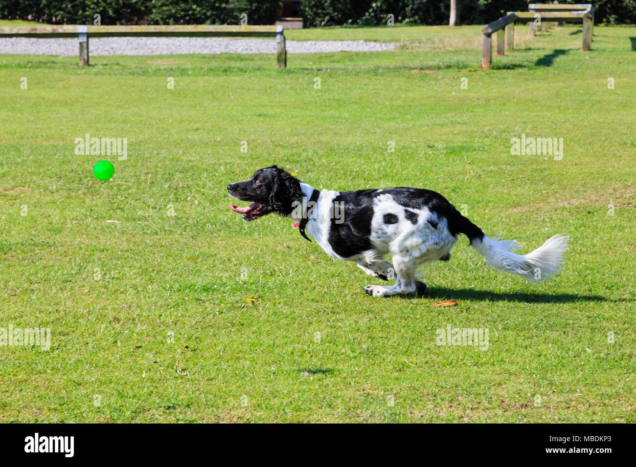 Un adulte Noir et Blanc English SPRINGER SPANIEL (Canis lupus familiaris) chien courir vite à la poursuite d'un ballon à l'extérieur dans un parc. En Angleterre, Royaume-Uni, Angleterre Banque D'Images