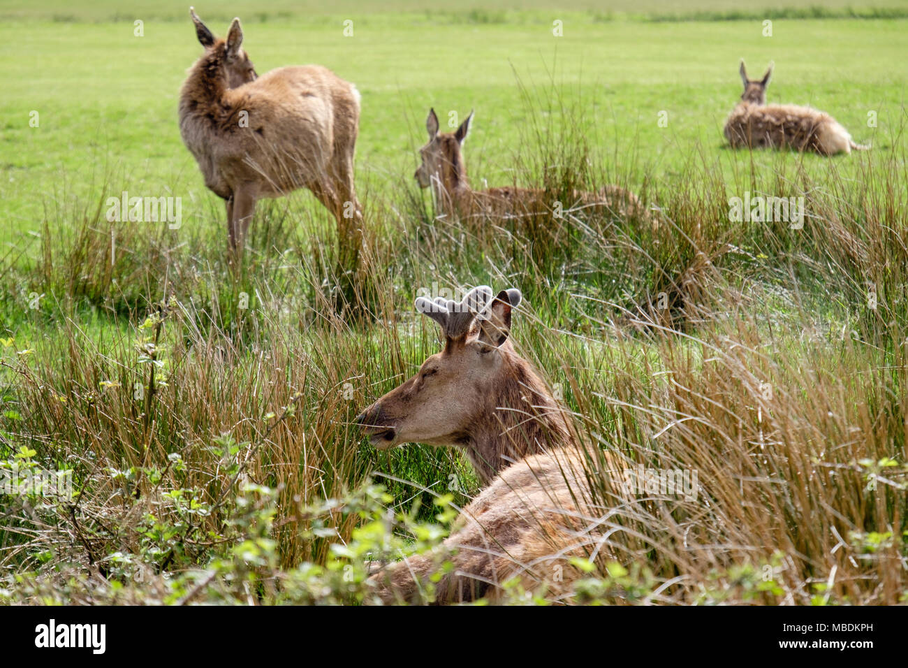 Red Deer (Cervus elaphus) et le pâturage en appui sur le parcours de golf. Lochranza, Isle of Arran, North Ayrshire, Scotland, UK, Grande-Bretagne Banque D'Images