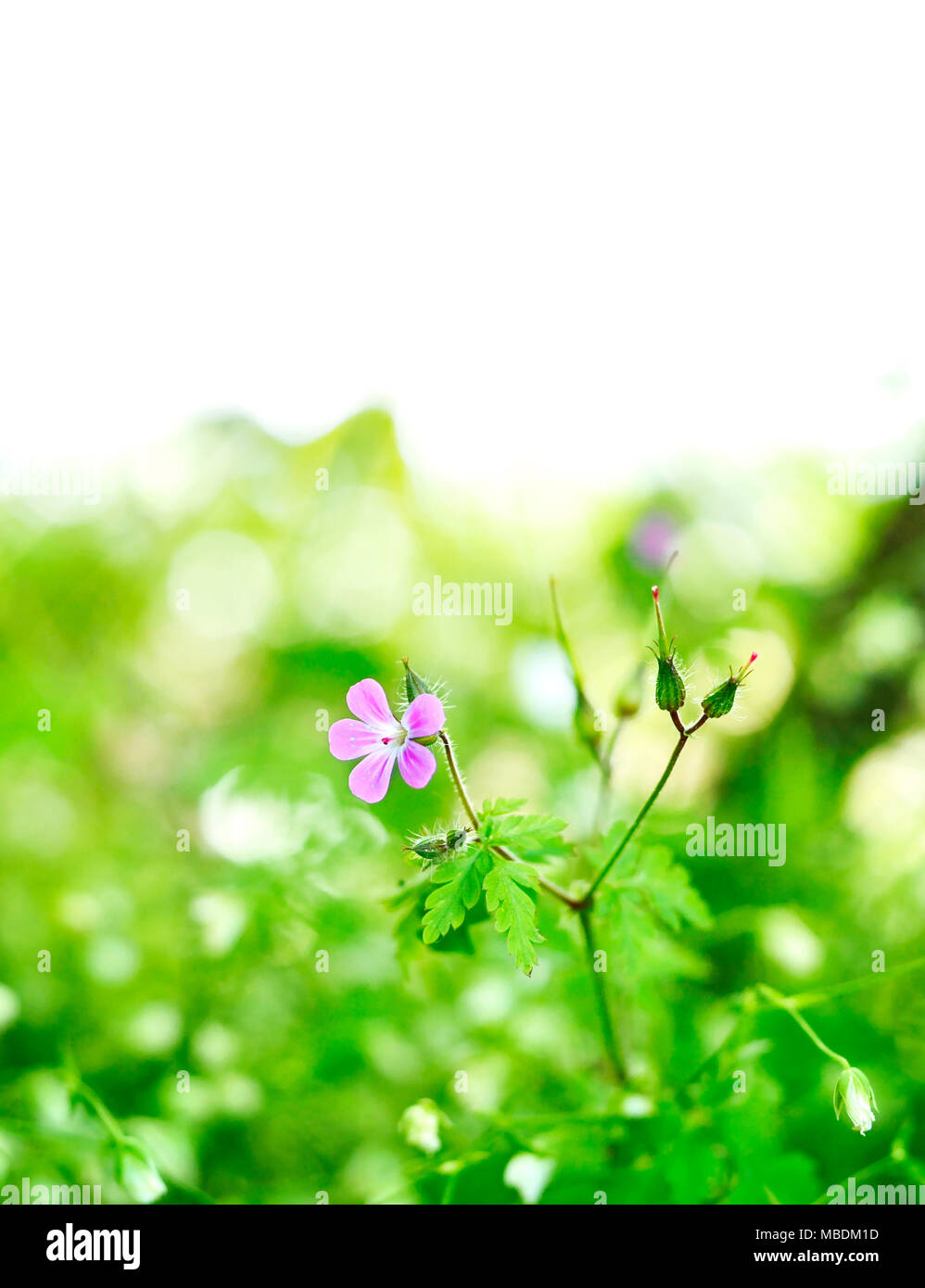 Spring meadow ou fleur avec copie spec et focus sélectif. Banque D'Images