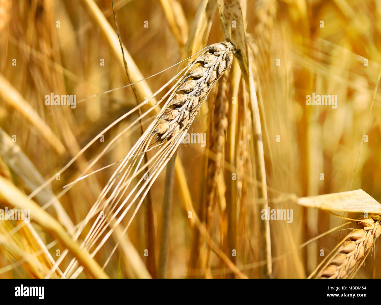 L'orge mûr au soleil, close-up. Épis d'orge ou de blé, des épis de blé d'or. La récolte de maïs dans le soleil, champ d'orge. Banque D'Images