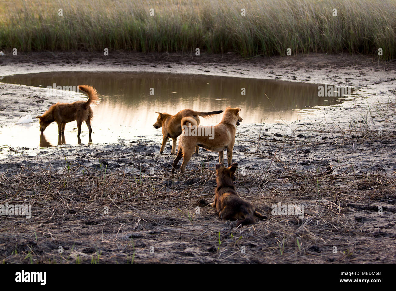 Groupe de chiens à côté du marais sont secs. Banque D'Images