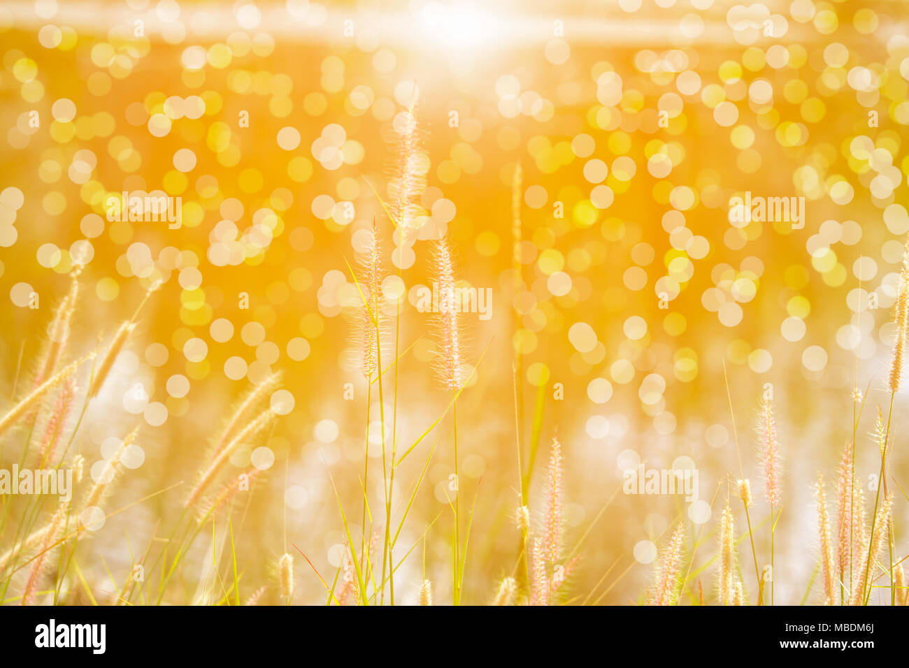 Soft focus et herbe floue fleur avec la lumière du soleil. Banque D'Images