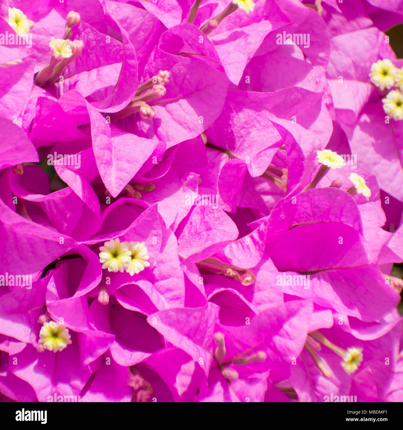 Bougainvillée violet fleur en papier ou sélectionner focus arrière-plan. Banque D'Images