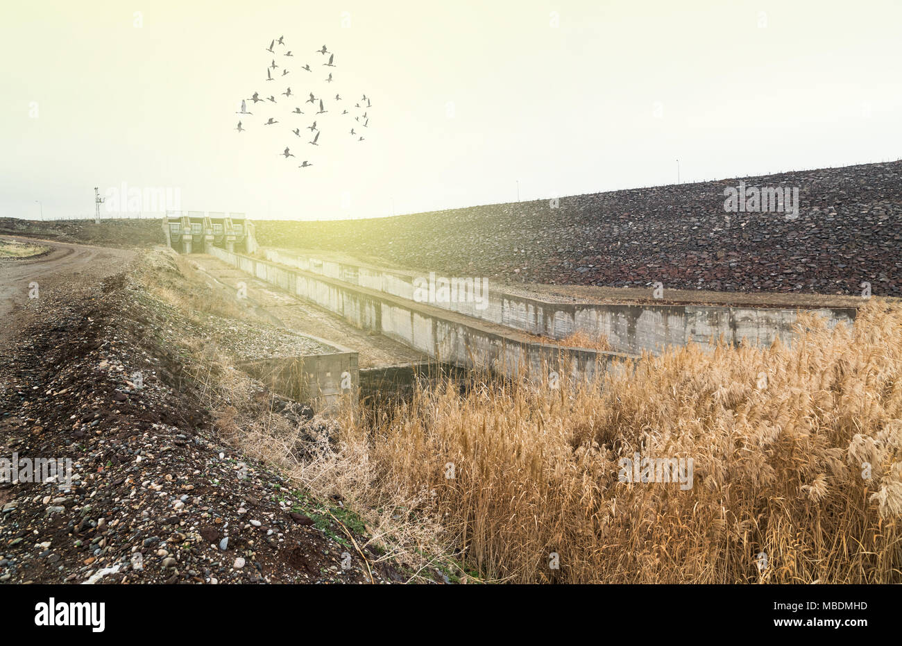 Plantes de l'eau, au bord d'un barrage couvre Banque D'Images