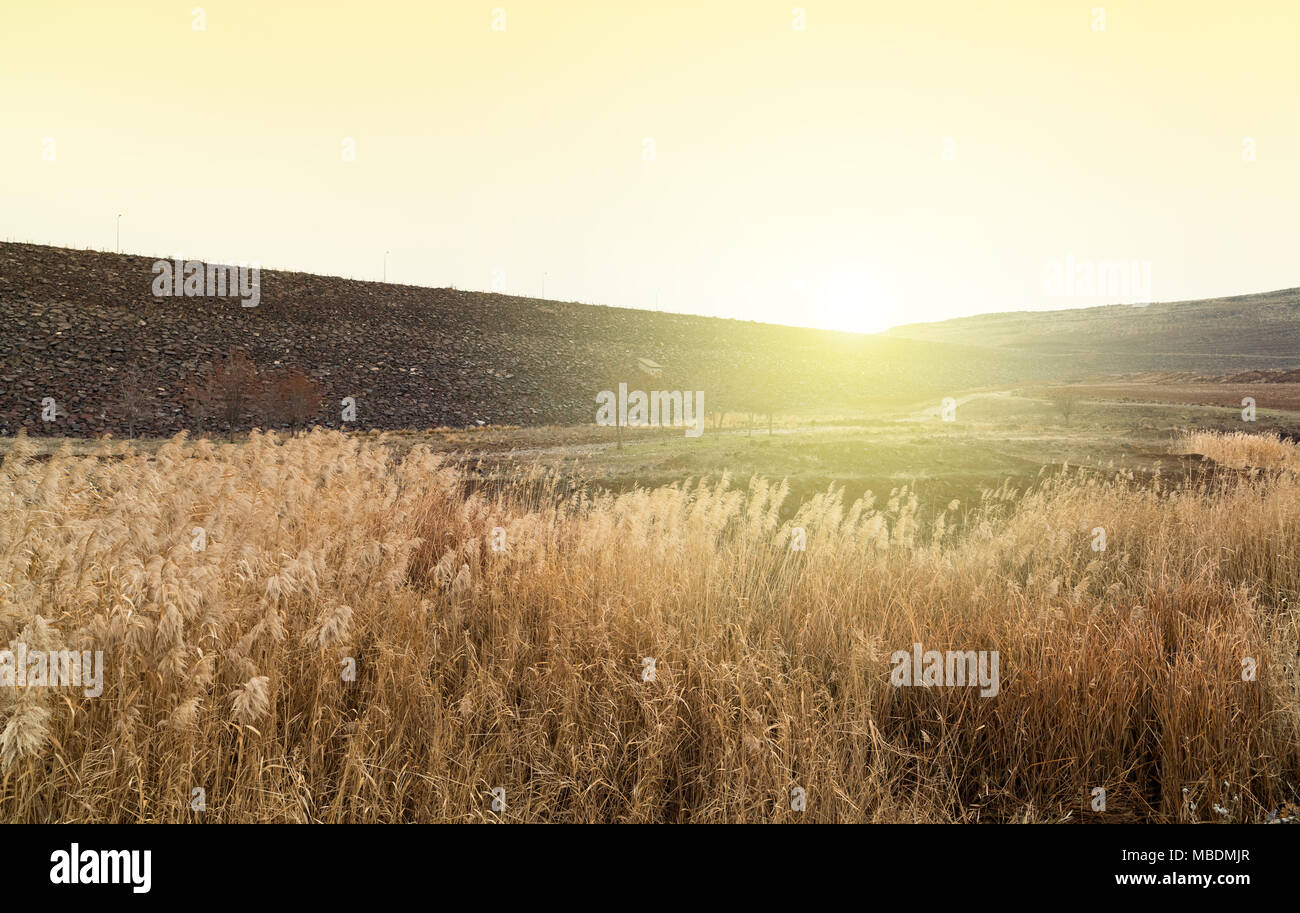Plantes de l'eau, au bord d'un barrage couvre Banque D'Images