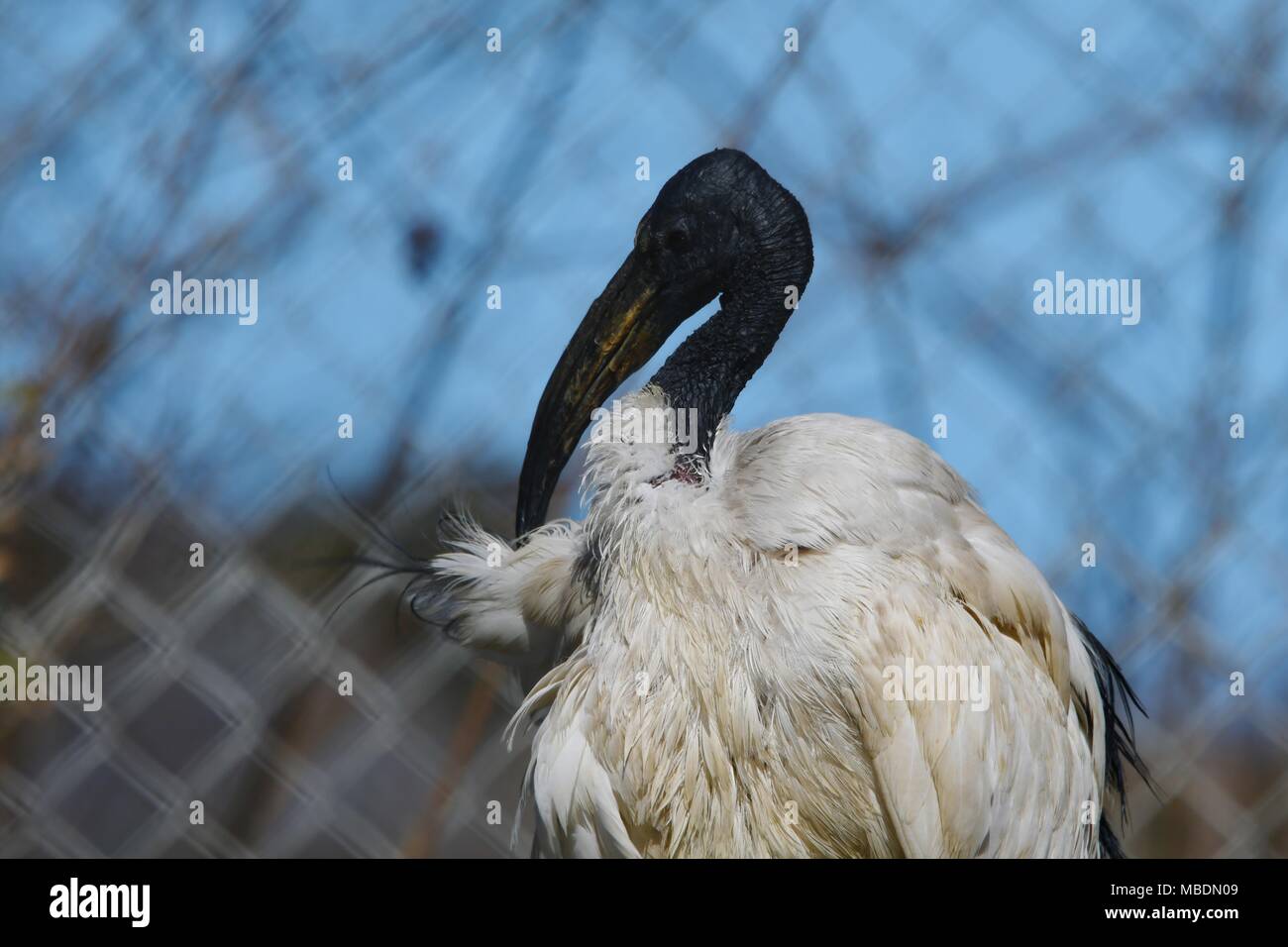 Ibis sacré - Threskiornis aethiopicus, wanding, oiseaux oiseau mythologique égyptien Banque D'Images