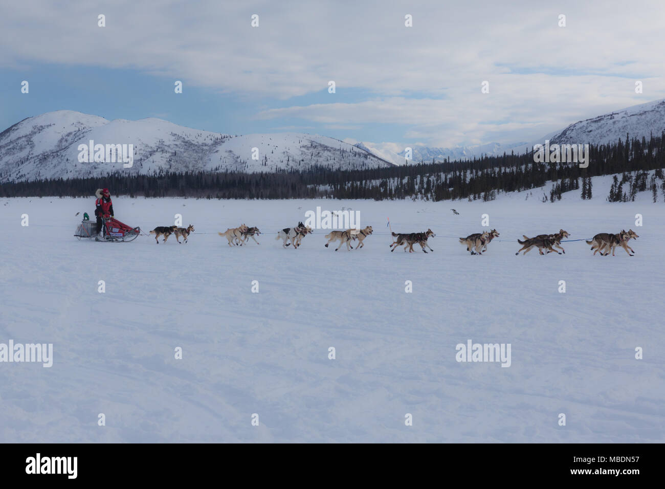 Au départ de l'équipe de traîneau à chien col des pluies en 2018, checkpoint Iditarod Banque D'Images