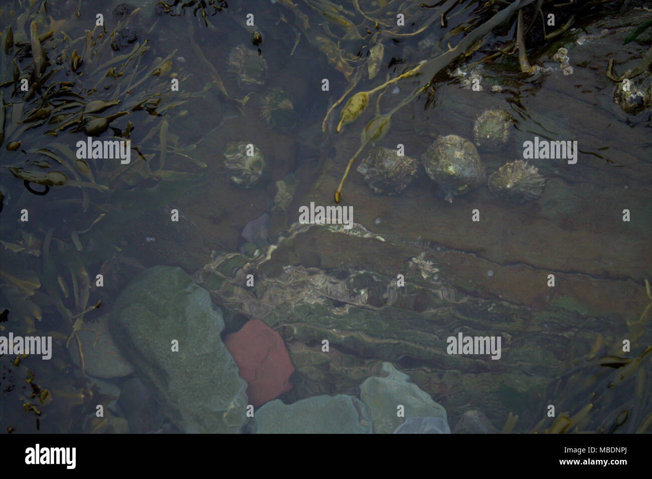 Les eaux claires d'une piscine dans les rochers à marée basse avec des algues et des patelles sur les rochers. Banque D'Images