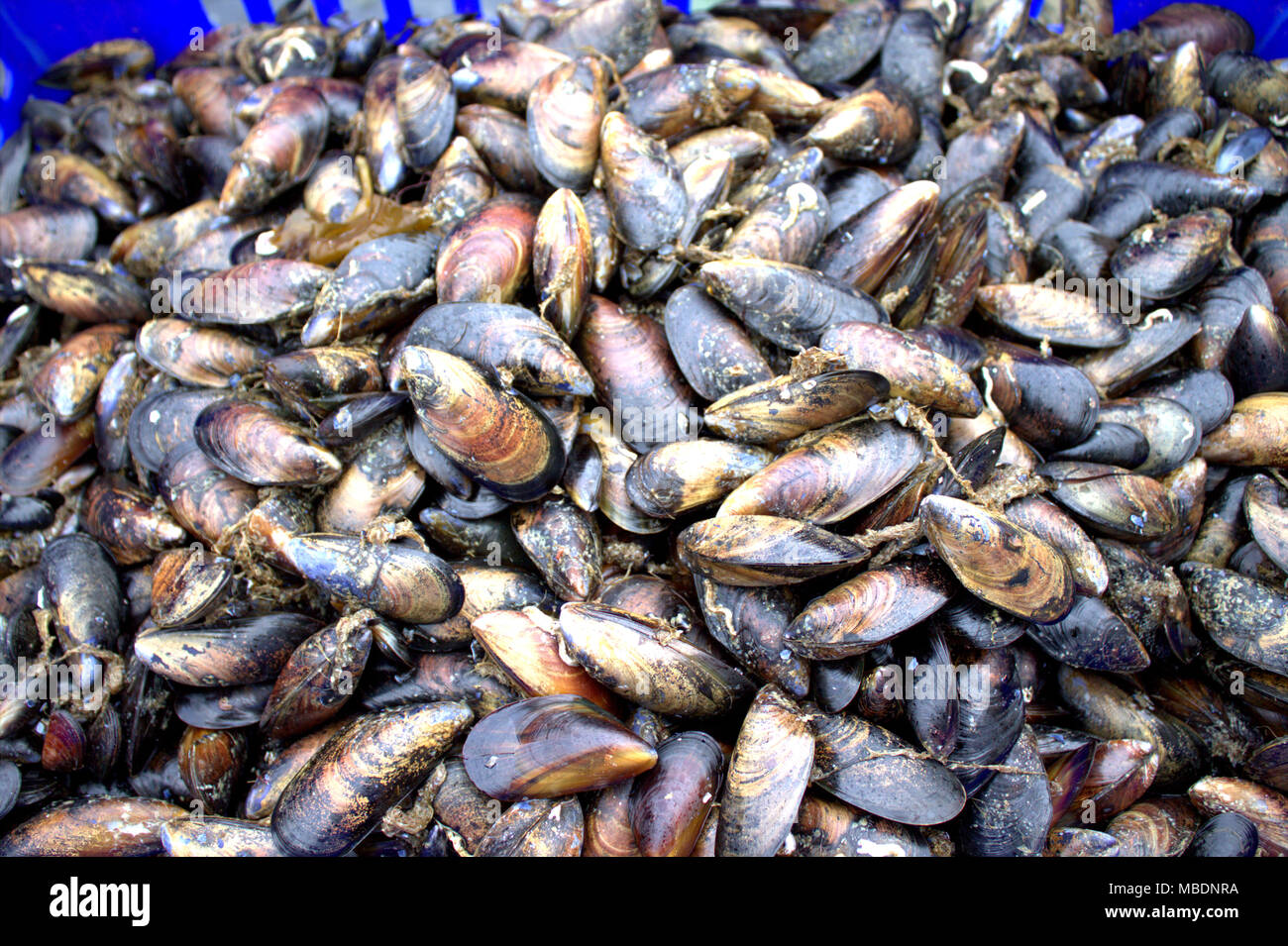 Les moules fraîches directement à partir de l'eau d'un rugissant Bay Mussel Farm, l'irlande prête à être nettoyé et classé prête pour le transport vers les marchés dans toute l'Irlande. Banque D'Images