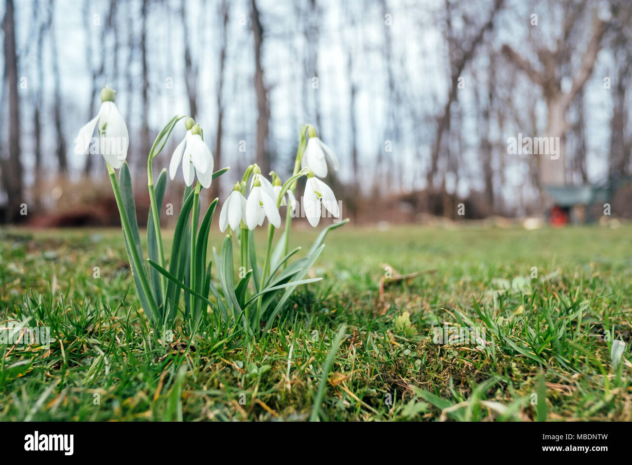 Snowdrop fleur sur spring meadow Banque D'Images