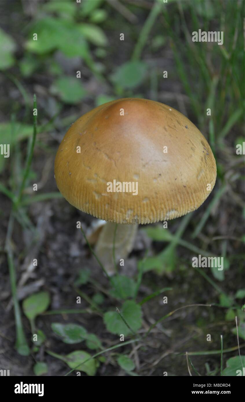 La culture des champignons sauvages dans l'été situé dans les forêts du sud-est de l'Iowa, près de Salem, Iowa USA Banque D'Images