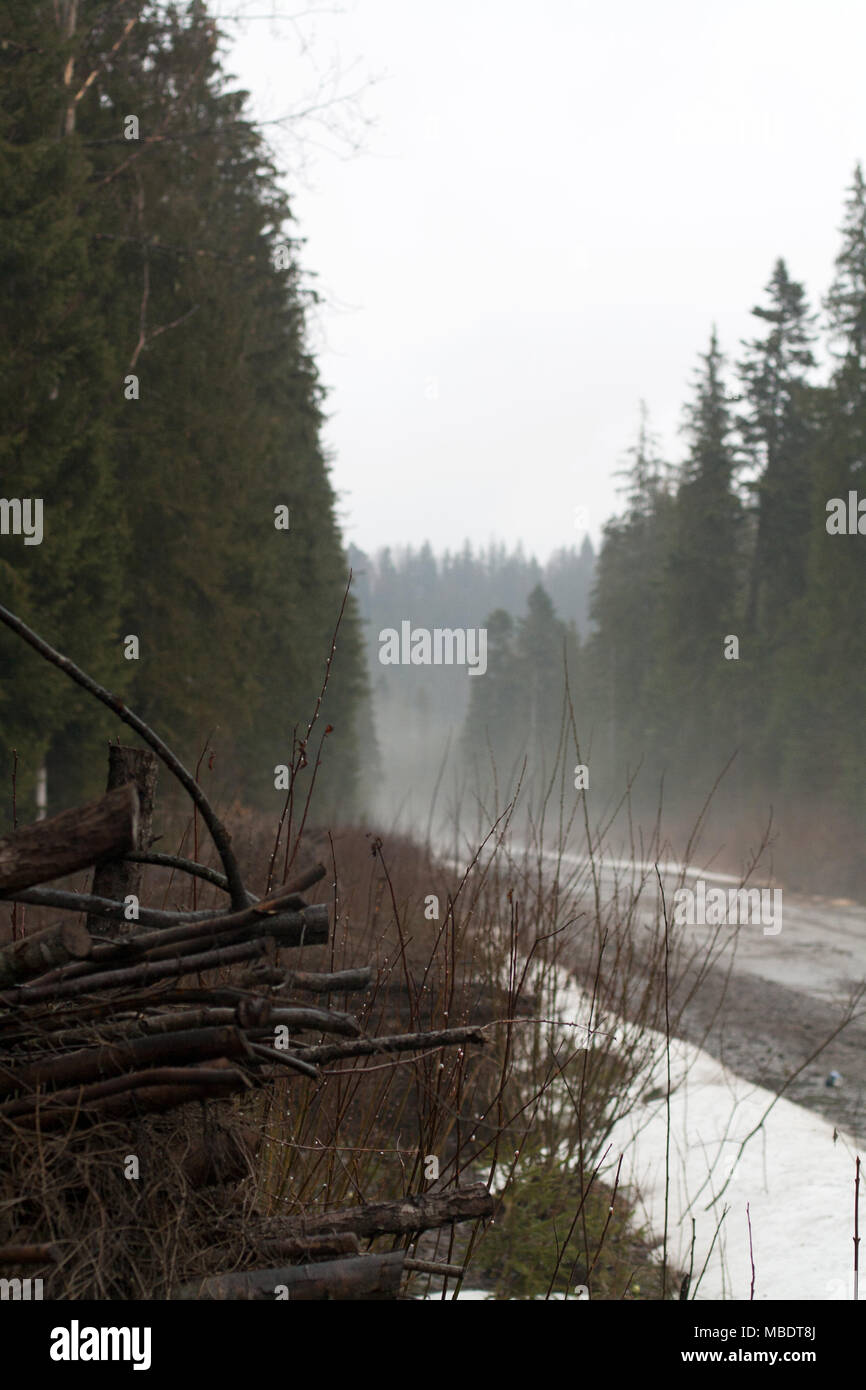 Pile de bois recouverts de gouttes de rosée le long de la route forestière avec une brume au-dessus Banque D'Images