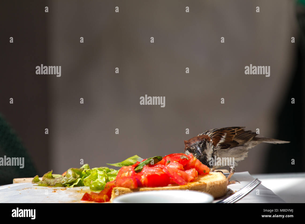 Un mâle moineau domestique (Passer domesticus) voler la nourriture dans un plat dans un restaurant, près de Riva Del Garda, Italie Banque D'Images