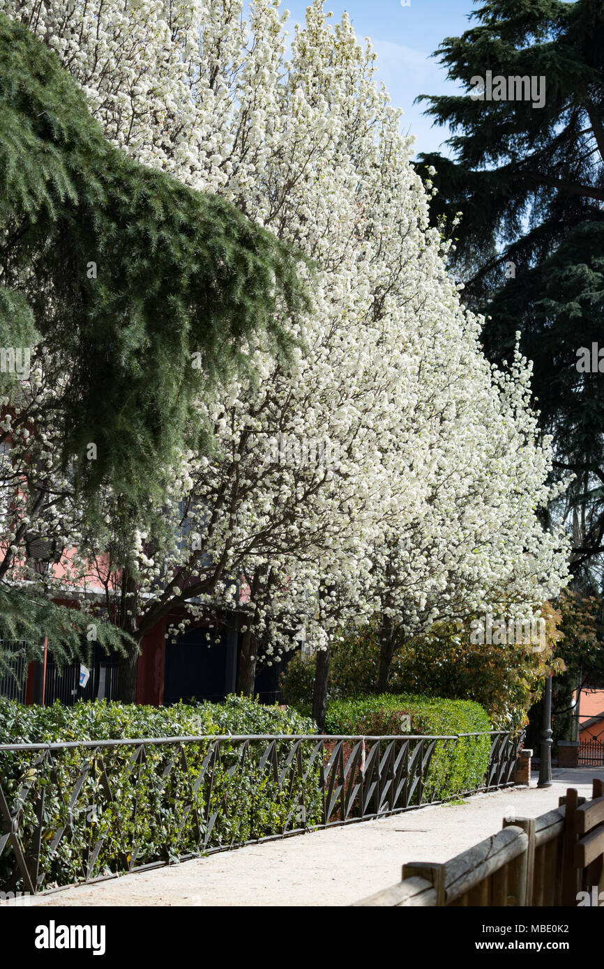 Fleurs blanches sur les arbres bordant un chemin au printemps, Madrid 2018 Banque D'Images