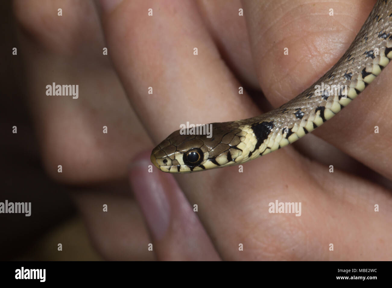 Un serpent d'Herbe sauvage juvénile (Natrix natrix) qui a lieu en Italie Banque D'Images