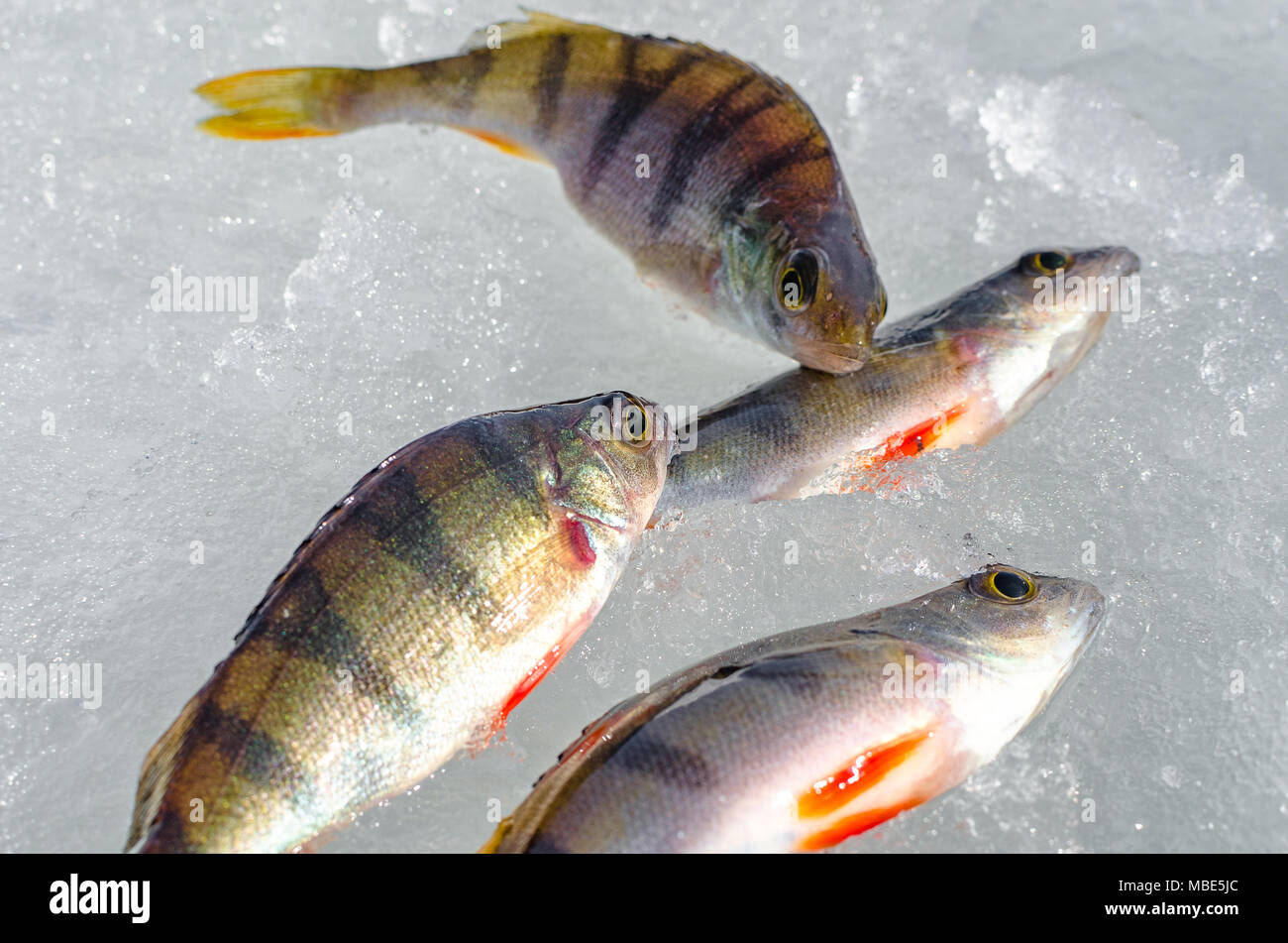 Pêche à partir de la glace d'hiver Banque D'Images