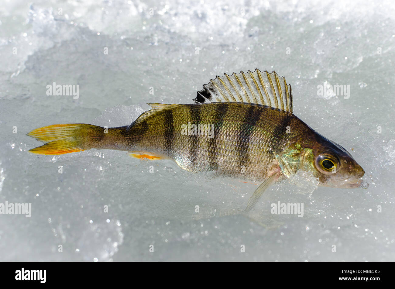 Pêche à partir de la glace d'hiver Banque D'Images