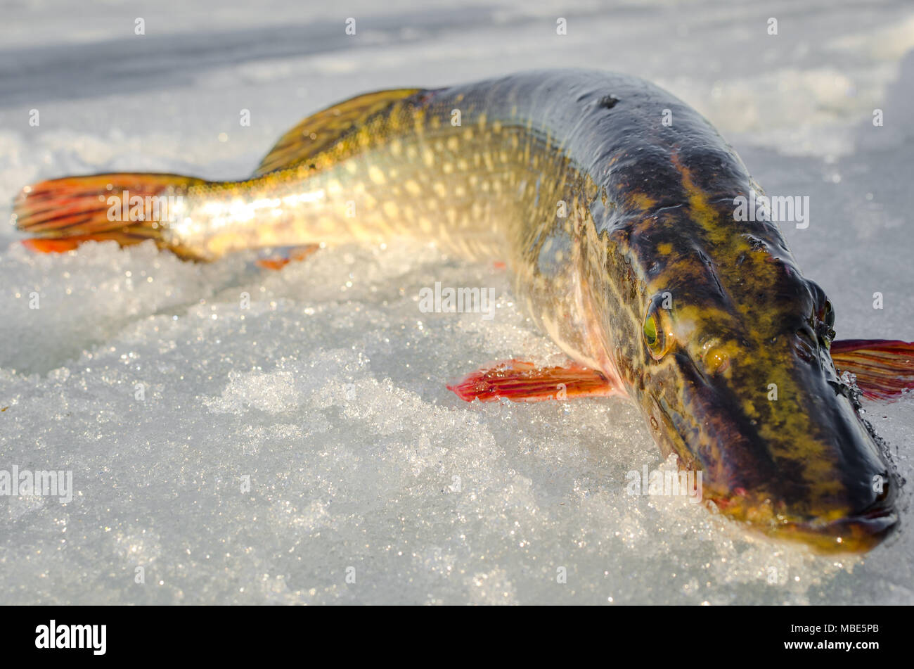 Pêche à partir de la glace d'hiver Banque D'Images