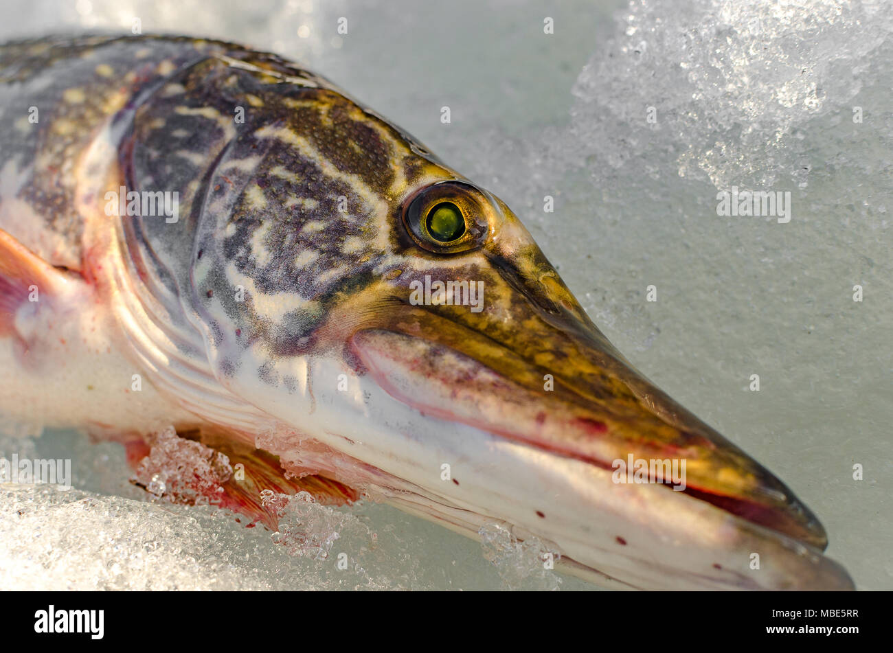 Pêche à partir de la glace d'hiver Banque D'Images
