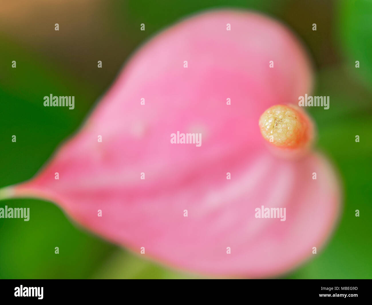 Gros plan de la pointe de spadice jaune et rose avec des fleurs en forme de coeur rose sur vert foncé spathe fond feuilles Banque D'Images