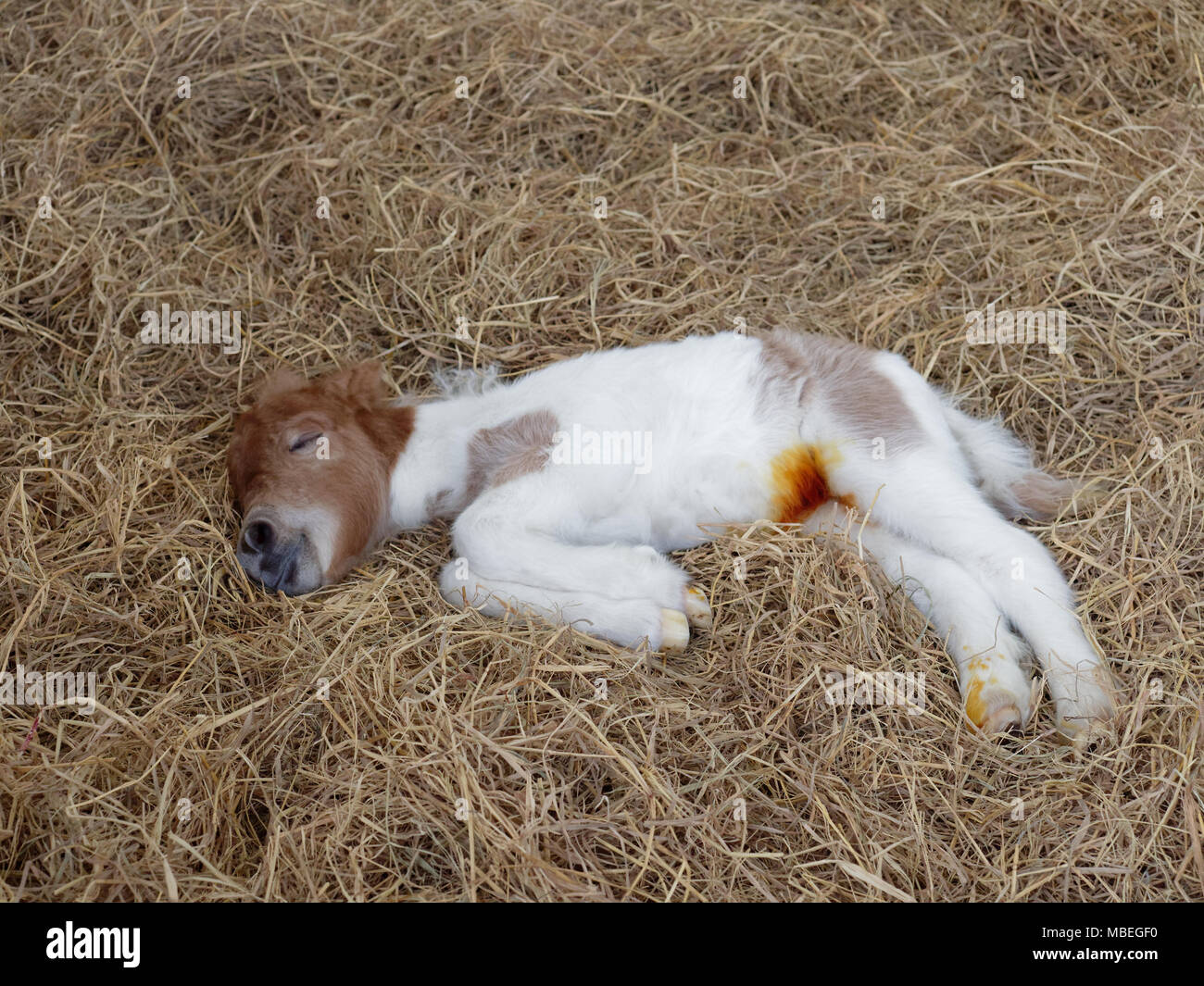 Poulain Nouveau Ne Blanc Et Brun De Cheval Ou Poney Dormir Ou Se Reposer Plus De Tas De Foin Avec Anti Infection Ou D Antibiotique Sur Son Nombril Apres Umbil Photo Stock Alamy
