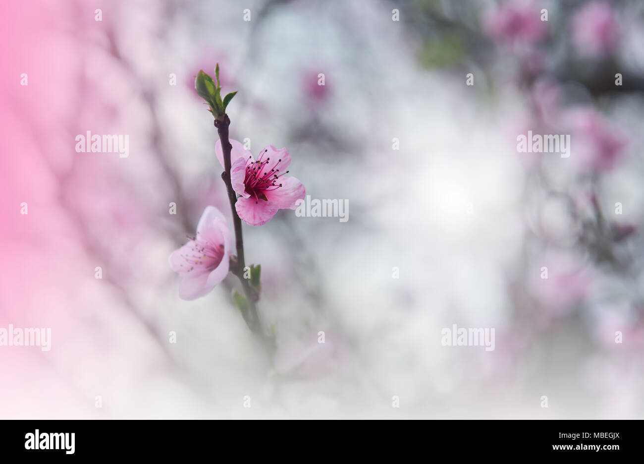 Résumé de l'art floral background printemps pour la conception.Printemps border background with pink blossom.Belle macro shot de fleurs magiques. Fond d'écran pour imprimer Banque D'Images