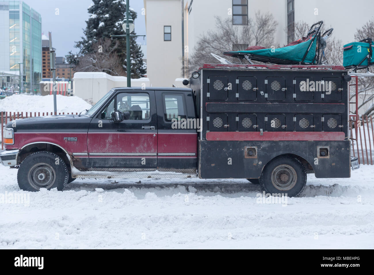 Chariot chien lors des cérémonies de départ à Anchorage Alaska Iditarod Banque D'Images