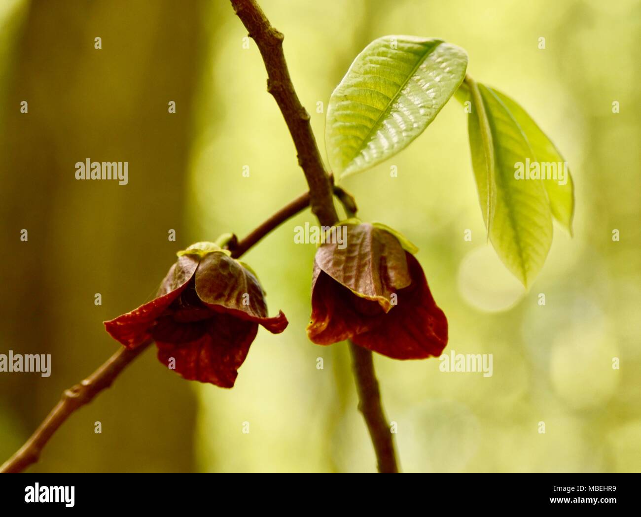 Les fleurs rouges et vertes feuilles d'un arbre de la papaye. Banque D'Images