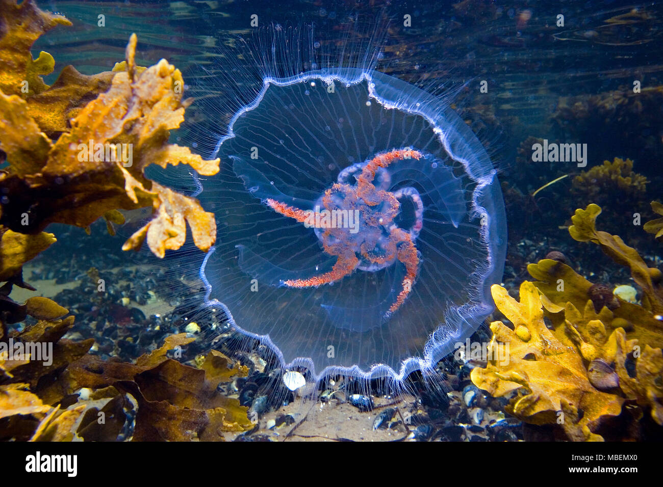 (Ohrenqualle Mond-Qualle auch Aurelia aurita) genannt, Ostsee, Deutschland | Moon jelly (Aurelia aurita), mer Baltique, Allemagne Banque D'Images