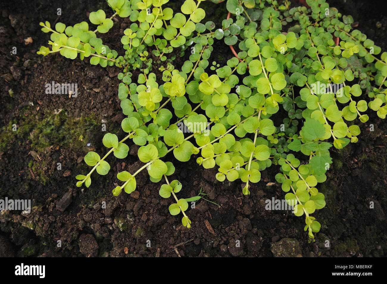 Creeping jenny (Lysimachia nummularia) est une espèce de plantes de la famille Primulaceae. Banque D'Images