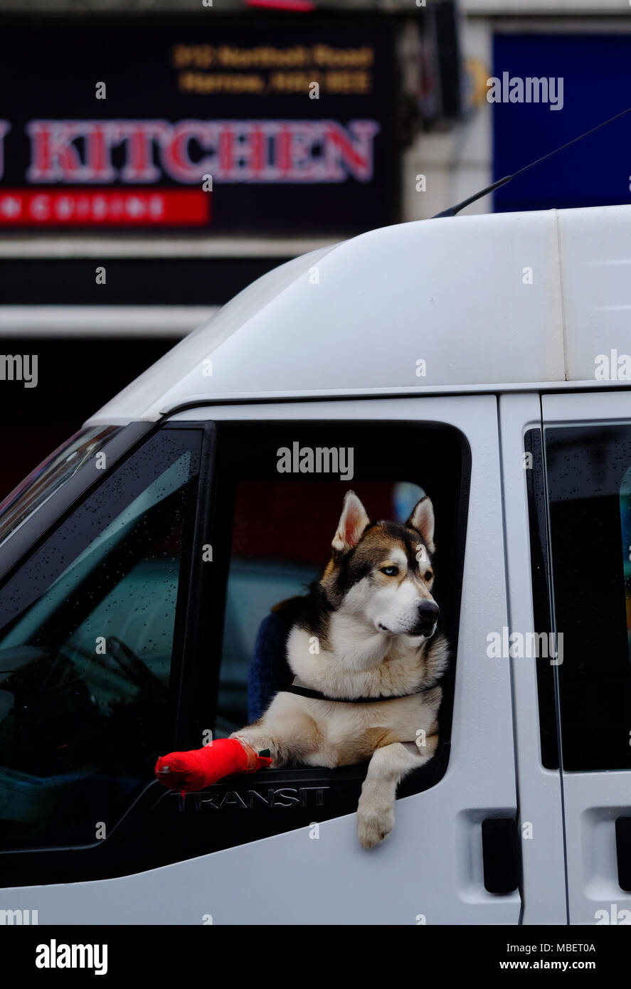 Un beau chien husky de 2 ans avec une jambe cassée, se penche par la fenêtre d'un van à Harrow, sa jambe dans un plâtre rouge Banque D'Images