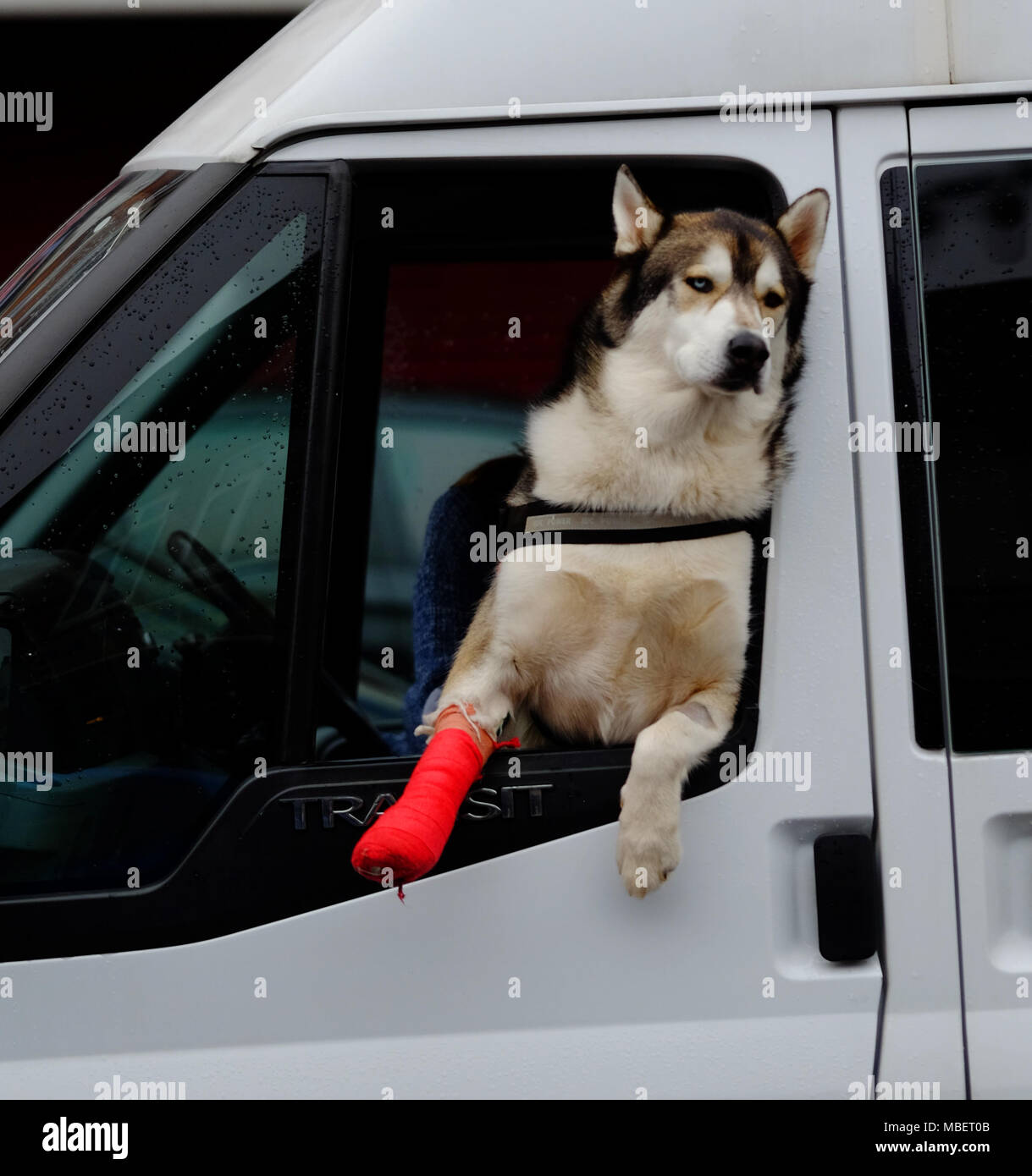 Un beau chien husky de 2 ans avec une jambe cassée, se penche par la fenêtre d'un van à Harrow, sa jambe dans un plâtre rouge Banque D'Images