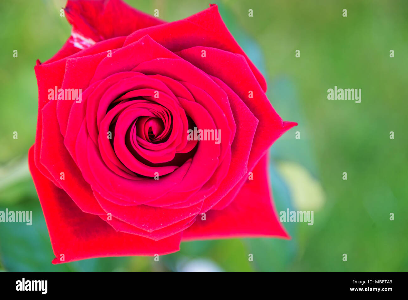 Macro de rose rouge dans un jardin, vue d'en haut Banque D'Images