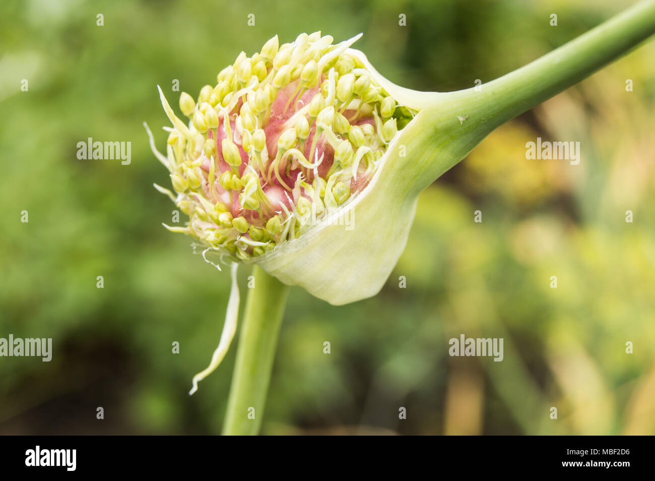 Graines d'ail sur la flèche avec l'ampoule, la culture des légumes dans le jardin Banque D'Images