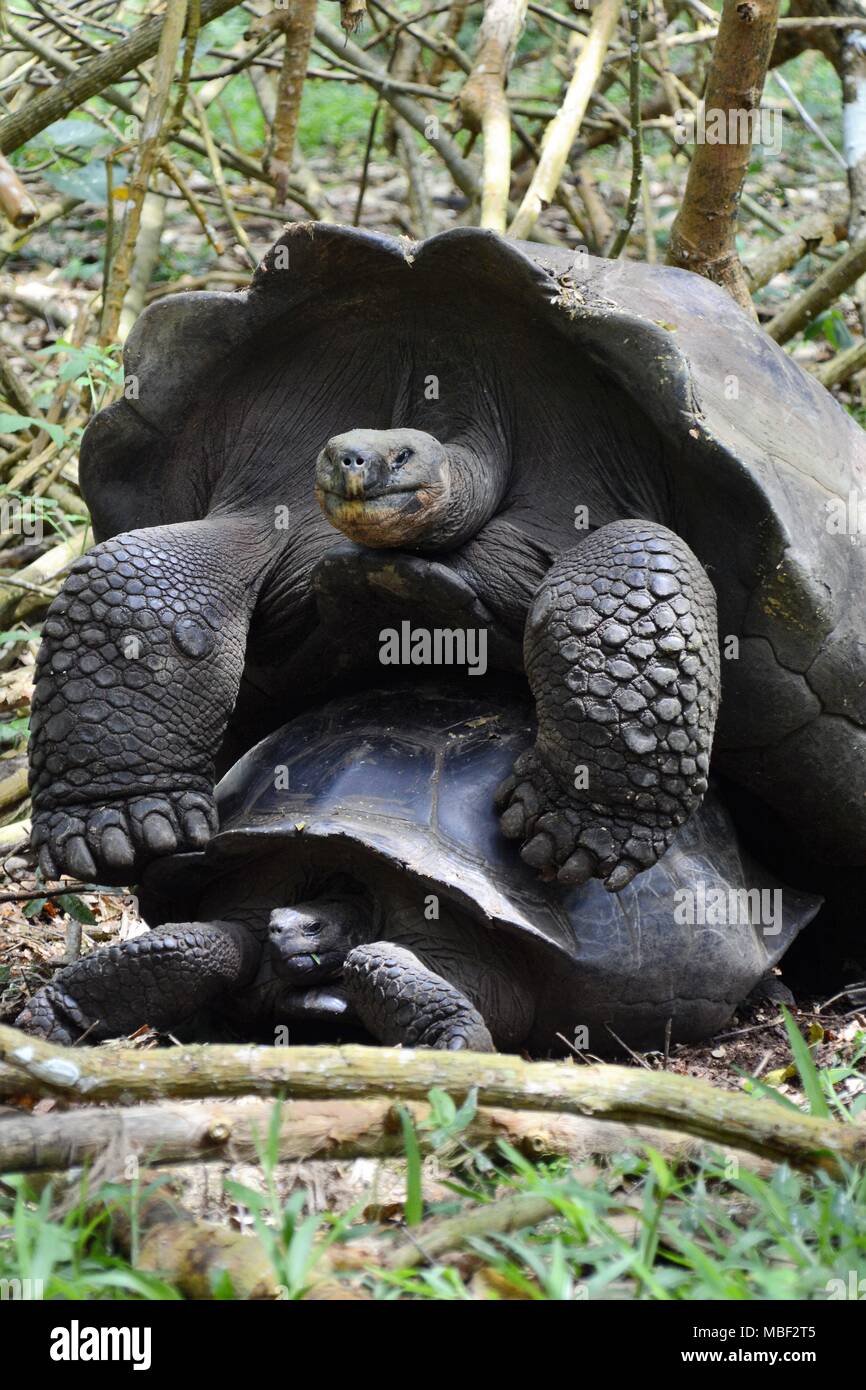 Santa Cruz d'accouplement des tortues géantes de l'île Santa Cruz, Galapagos, Equateur Banque D'Images