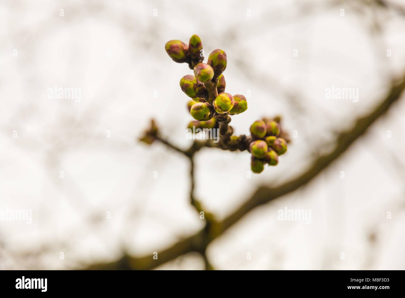 Close-up d'une branche avec des boutons de fleurs de cerisier rose au début du printemps, qui n'ont pas encore fleuri. Banque D'Images